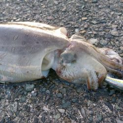 やっぱなんか渋いw